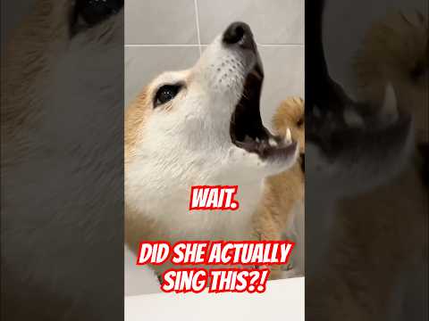 Wait guys. Did she actually sing this? #shibainu