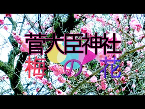 菅大臣神社　梅の花