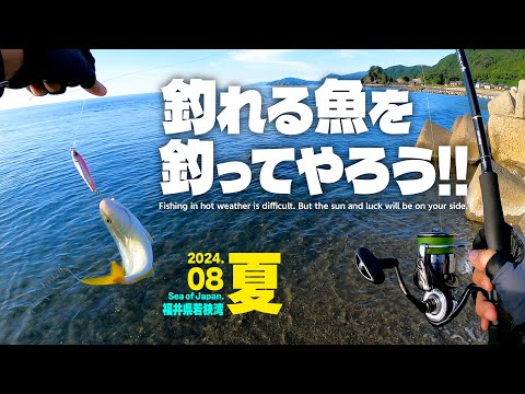 釣れる魚を釣ってやろう!!／福井県若狭湾で夏の海釣り【ライトショアジギング・エギング・ライトロックフィッシュ・シーバス】