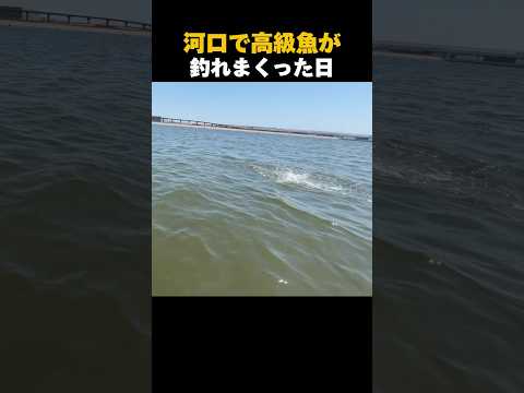 河口で高級魚が釣れまくった日#shorts