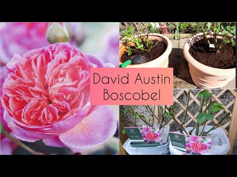 David Austin Boscobel Rose Unboxing & Repotting in XL Terracotta Pots 🌱