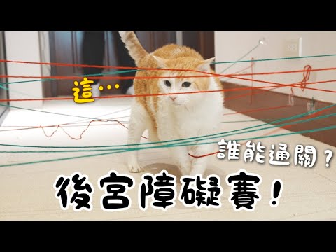 【黃阿瑪的後宮生活】後宮障礙賽！誰能通關？