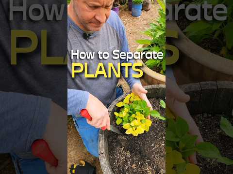 Quick Tip: Separate Overcrowded Plants for Better Growth #shorts #garden #plants