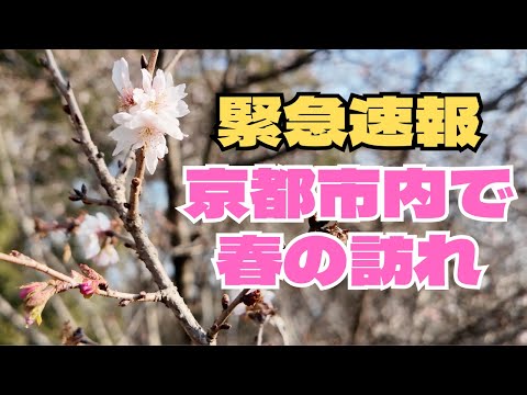 [Jan 14]The plum blossoms are already blooming at Kyoto Gyoen (Kyoto Imperial Palace)