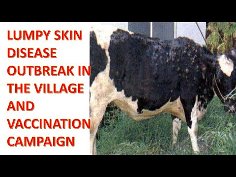 OUTBREAK OF LUMPY SKIN DISEASE IN THE VILLAGE AND VACCINATION