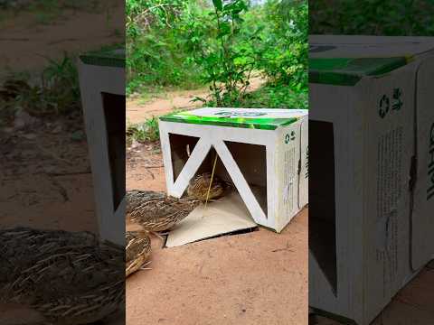 new! amazing unique quail trap using cardboard box #diy_creative #shorts