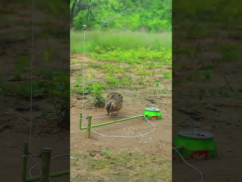 Unique Quail Trap DIY #shorts #shortsviral #shortvideo