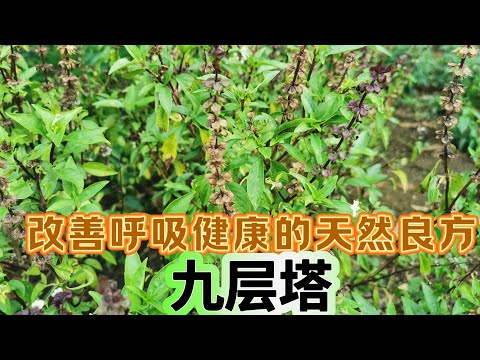 提升免疫力：自然的健康保护神（九層塔）