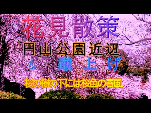 花見散策　円山公園近辺＆蹴上げ　桜の樹野下には桜色の春風