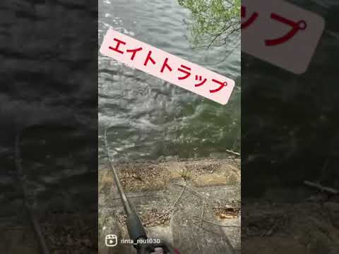 エイトトラップで釣れました！僕がインスタで上げてたリール動画です。#バス釣り #釣り #エイトトラップ#スライドスイマー#ビックベイト#マグナムベイト#釣り好きと繋がりたい