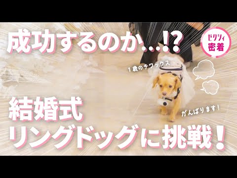 【結婚式】チワックス1歳🐾おてんばワンちゃんがリングドッグに挑戦！