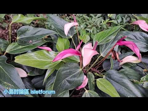 火鶴花／紅掌2 Anthurium andraeanum mhp3876 jun2024