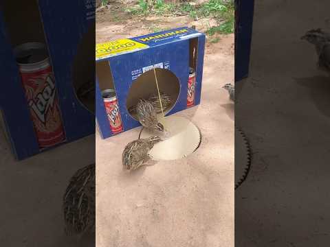 Easy Make Quail Trap Using Cardboard Box #Shorts