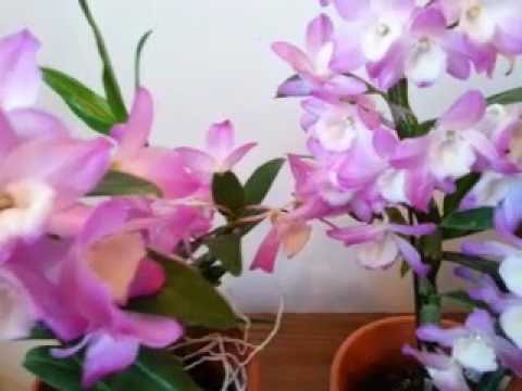 Winter  Dendrobium Nobile