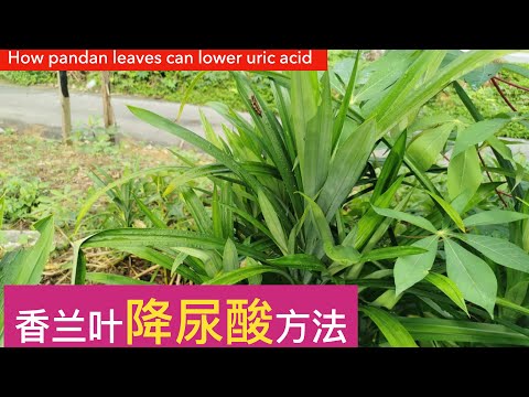 香兰叶治痛风方法和种植方法。Pandan leaf benefit.