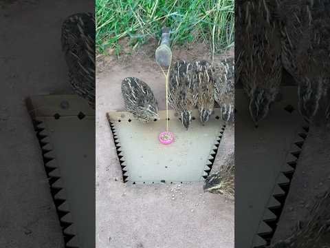 Easy Underground Quail Trap #shorts