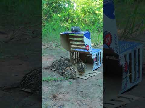 How To Catch Quail Bird #ytshorts #shortvideo #animaltrap