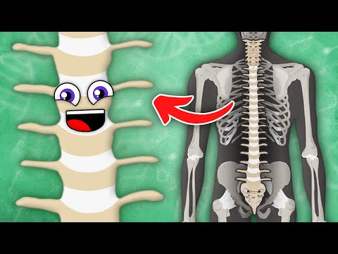 All About YOUR Spine! | The Spine Song | KLT Anatomy