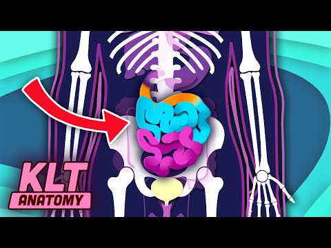 The Small Intestine Song! | KLT Anatomy