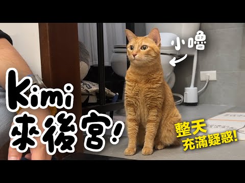 【黃阿瑪的後宮生活】Kimi來後宮！整天充滿疑惑！