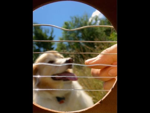 Jamming From Inside a Guitar w/ Maple The Pup