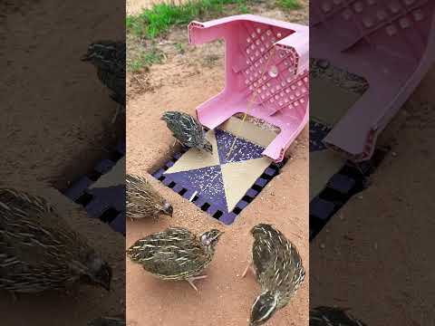 best diy quail trap - amazing unique quail trap