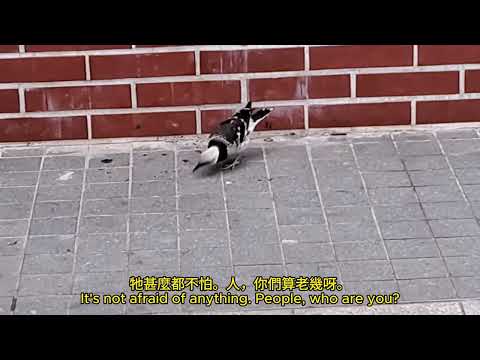 鬧市中的雀鳥 a bird in the city mhp3787 may2024