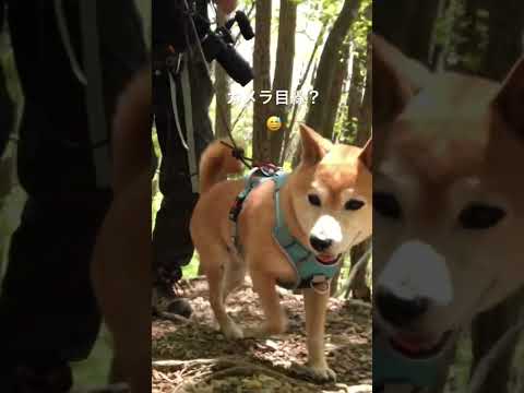 もしかして🤭カメラ目線の登山犬あおい🤗