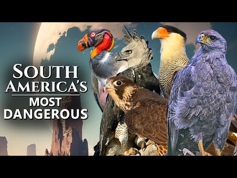 Top 5 Most Dangerous Birds of Prey in South America and their Curiosities