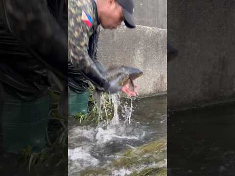 Its a big carp i saw beside the river