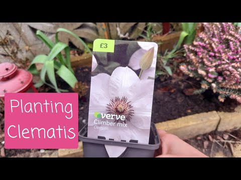 Planting a White Climbing Clematis - Why I love Perennial Plants 🌸