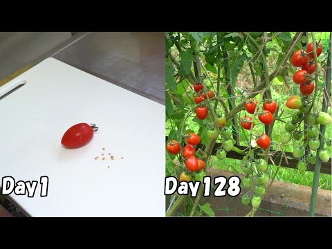 How to grow cherry tomatoes from store-bought cherry tomatoes