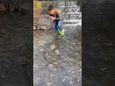 3 big carp i catch from flowing water from the dam