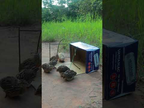 DIY Quail Trap: Catch More Birds with Amazing Creative Trapping Design #ytshorts #shorts #birdtrap