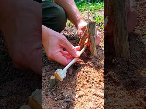 A FIVE-MINUTE TRAP FOR SURVIVAL  #trap #farming #trapswilderness #bushcraft #survival