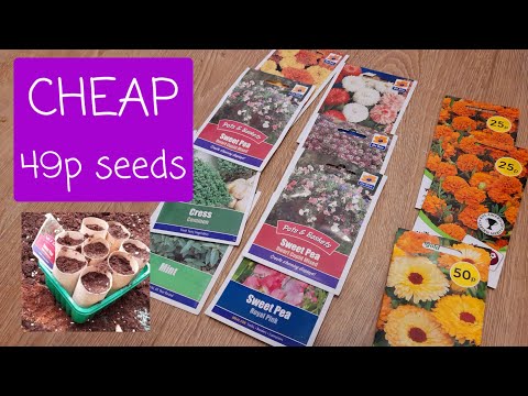 More cheap 49p seeds + Sowing dwarf Sweet Peas 🌱