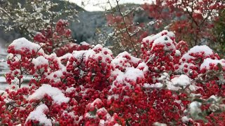 2023/12/23 　鱖魚群・乃東生　癒しのひじかわじかん　〜愛媛県大洲市〜