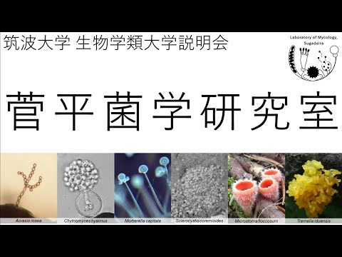 研究室紹介 菅平菌学研究室（出川研）