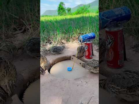 Making DIY Quail Trap - Easy Quail Trap Using Paper Box And Cans #Shorts