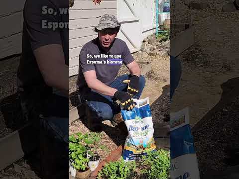 Prevent Transplant Shock with This Easy Garden Tip #shorts #garden #transplant