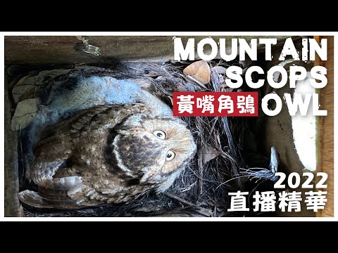 Mountain Scops Owl breeding in Taiwan