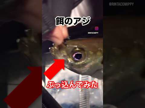 アジぶっ込んで大正解‼️#fishing#釣り