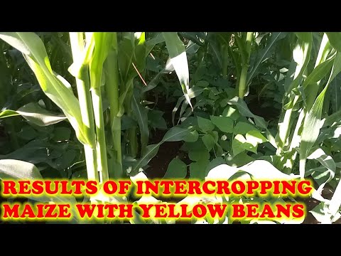 Results of inter cropping Maize with Yellow Beans