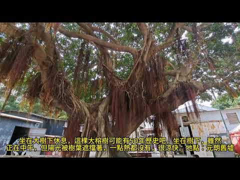 你多就沒有在大樹下乘涼過呢？How long have you ever enjoyed the shade under a big tree? mhp3778 may2024