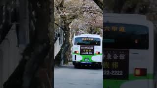 神戸の地形が分かる風景 (神戸市灘区の桜のトンネルから)　Cherry Promenade and Kobe Port (Kobe City, Japan)