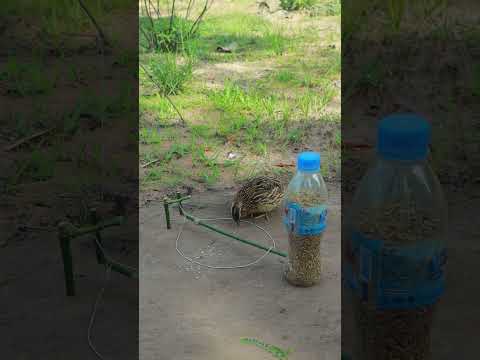 DIY Creative Technique Unique Quail Trap Method #youtubeshorts #shortvideo #ytshortsvideo