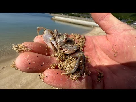 A Japanese Fisherman Tried to Fish With Crabs That Can Dig Holes