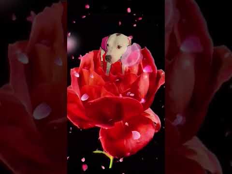 EZ_Zola rose #ezfam #zola #doglover  #funny #funnypets #petdogs #funnyshorts #rose