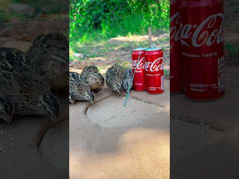 create amazing underground quail trap using paper and coca-cola cans #shorts