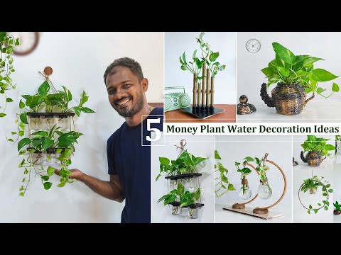 5 of My Favorite Money plants Ideas that are Both Beautiful and Refresh Your Home//GREEN PLANTS